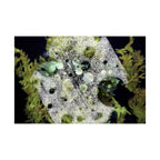 Abstract Nature Matte Horizontal Poster — Moss & Stone Texture Wall Art