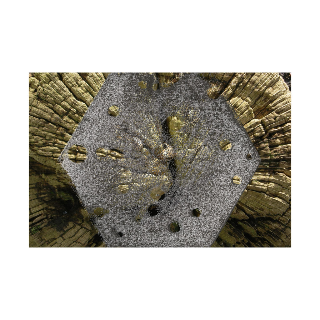 Weathered Tree Cross-Section Poster | Matte Horizontal Wall Art