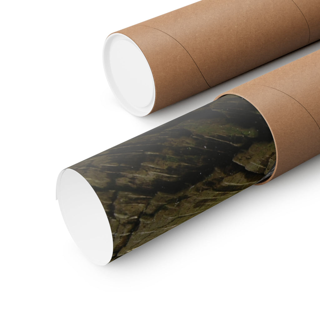 Weathered Tree Cross-Section Poster | Matte Horizontal Wall Art