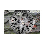 Dandelion Seed Macro Poster — Matte Horizontal Nature Wall Art