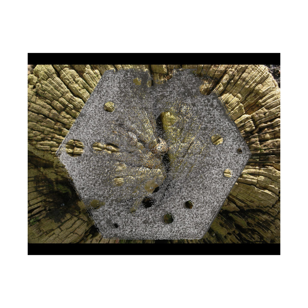 Weathered Tree Cross-Section Poster | Matte Horizontal Wall Art