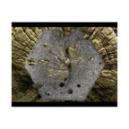 Weathered Tree Cross-Section Poster | Matte Horizontal Wall Art