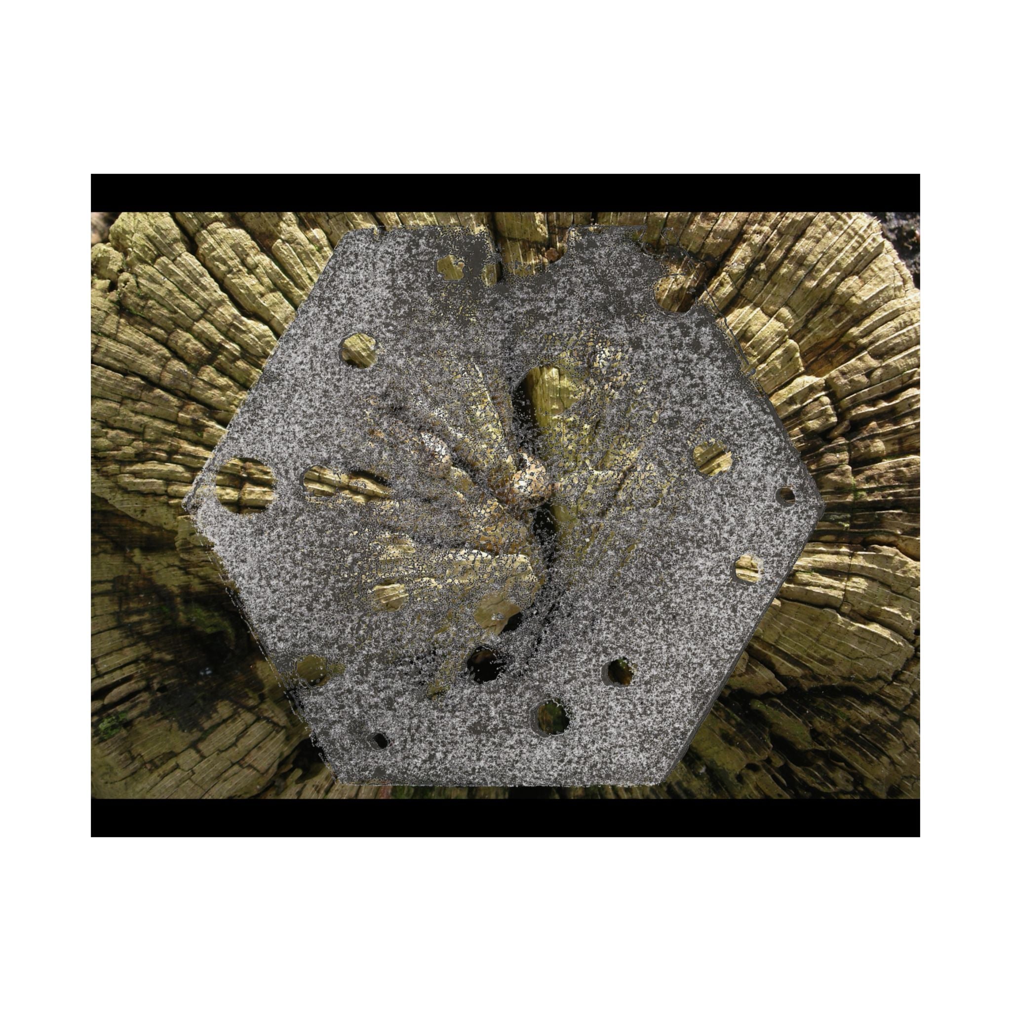 Weathered Tree Cross-Section Poster | Matte Horizontal Wall Art
