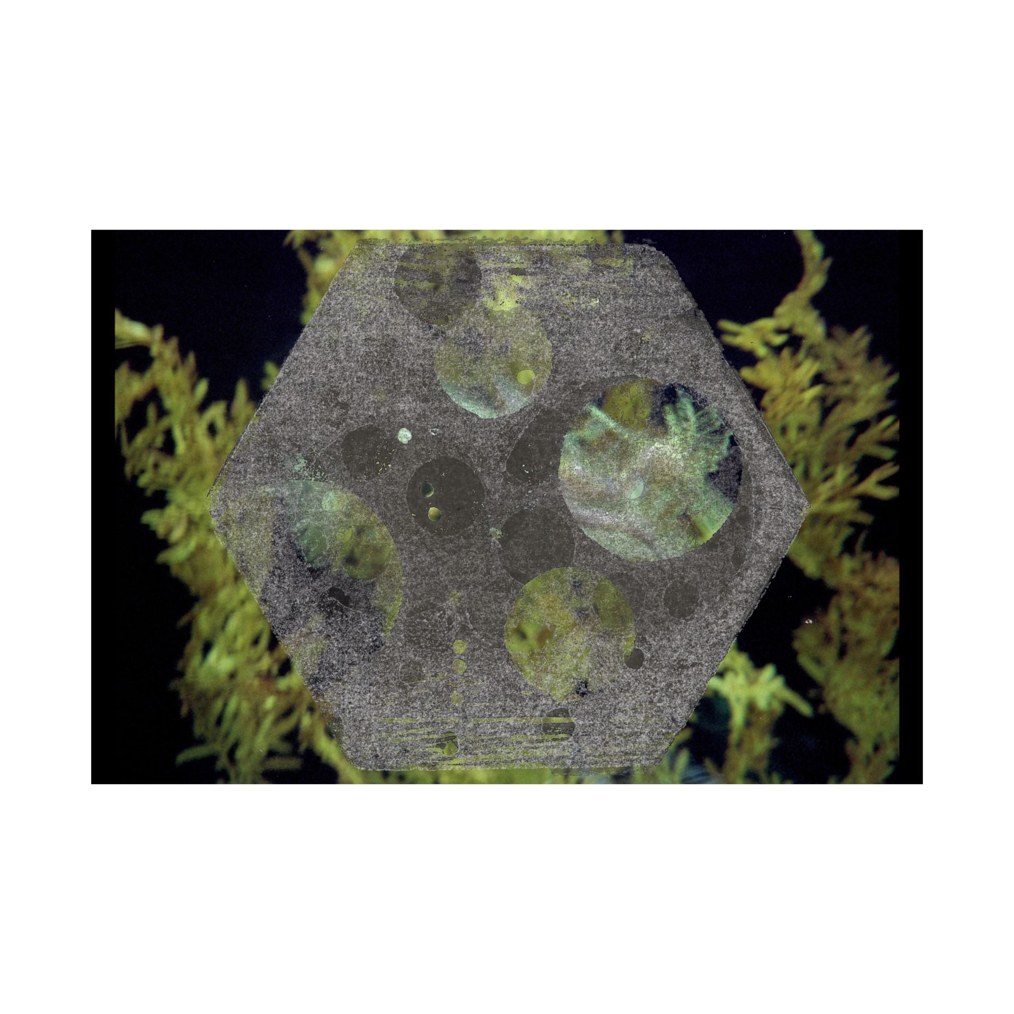 Abstract Botanical Moon Matte Horizontal Poster