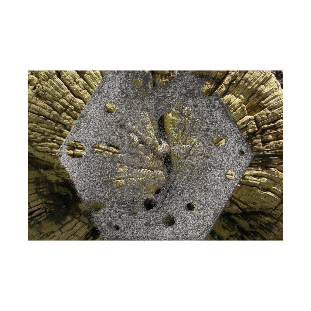 Weathered Tree Cross-Section Poster | Matte Horizontal Wall Art