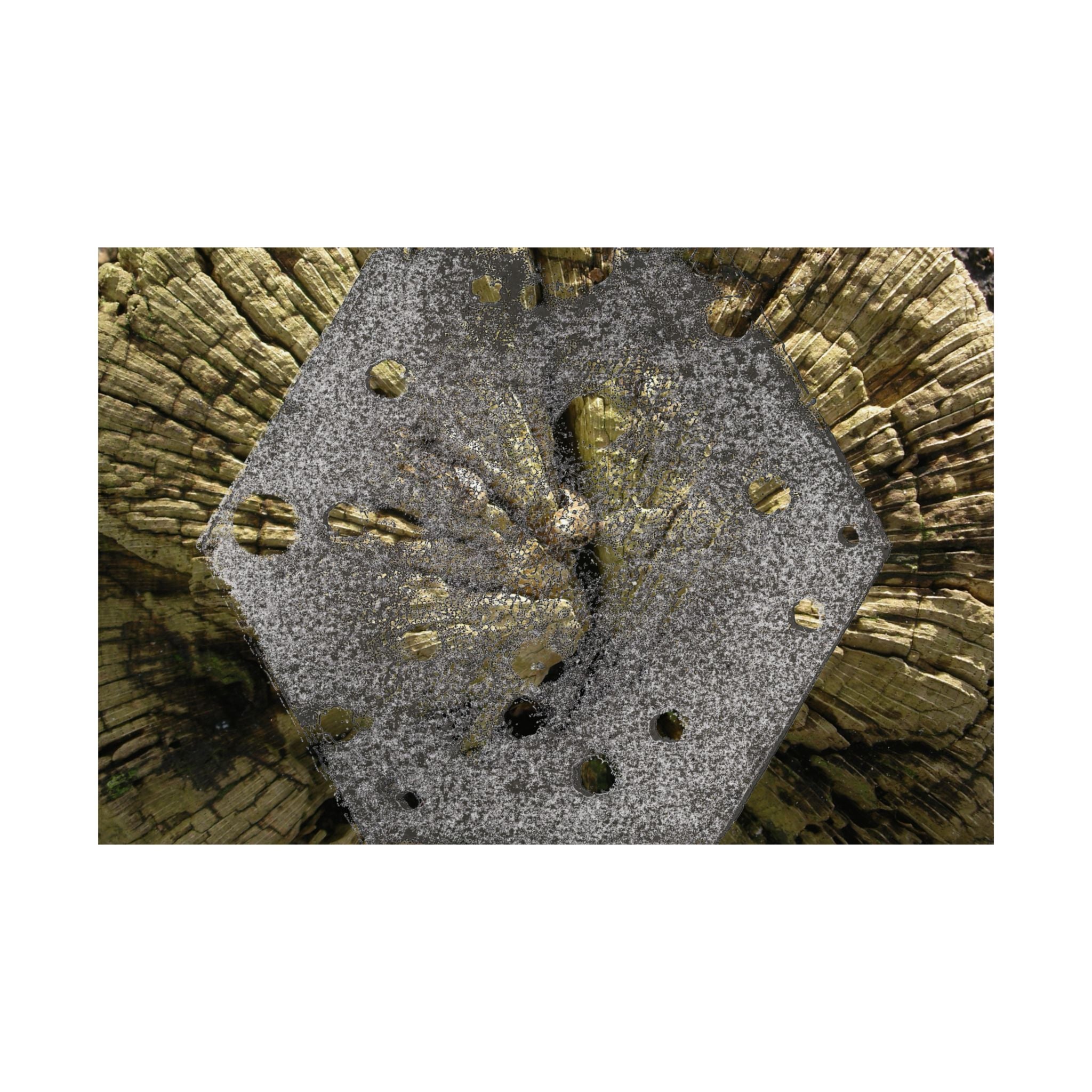 Weathered Tree Cross-Section Poster | Matte Horizontal Wall Art