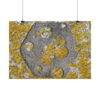 Abstracte poster met korstmosstructuur — Botanische muurdecoratie in geel en grijs 