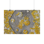 Abstracte poster met korstmosstructuur en matte afwerking — Geel &amp; Grijs Botanische Muurdecoratie 