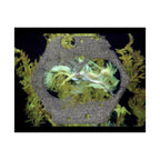 Abstracte poster met organische textuur en matte afwerking | Horizontale wanddecoratie, geïnspireerd op de natuur 