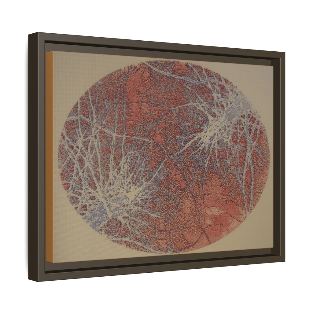 Abstract Botanical Circle Matte Canvas Framed Art — Multi‑Color - no 49