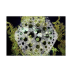 Abstract Green Bubble Art Poster — Matte Horizontal Wall Print