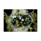 Abstract Green Bubbles Matte Poster — Horizontal Nature-Inspired Wall Art