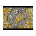 Abstracte poster met korstmosstructuur en matte afwerking — Geel &amp; Grijs Botanische Muurdecoratie 