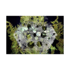 Matte Horizontal Poster — Abstract Marine Coral Hexagon Art