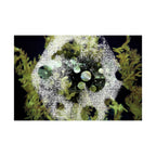 Abstract Green Bubble Matte Poster — Botanical Surreal Horizontal Wall Art